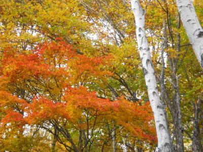 信州秋山郷の紅葉を楽しむ