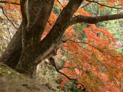 竹田の岡城跡へ紅葉に包まれて