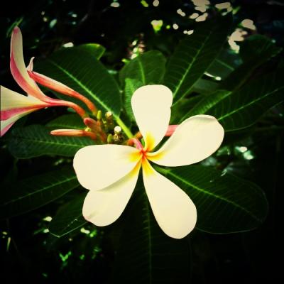 今年もハワイに行ってきました・・・３