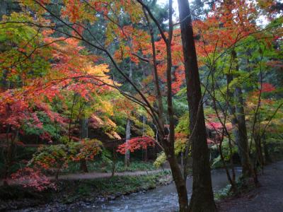 紅葉の新名所、遠州森の小国神社