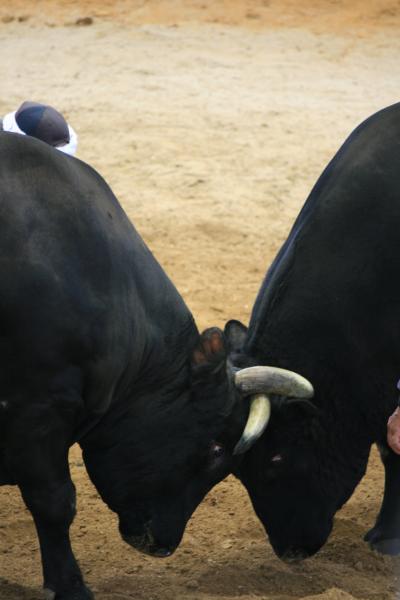 第97回 全島闘牛大会!!! Byうるま市 !(^^)!