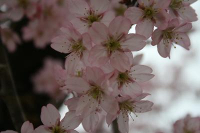 ① 桜を見に行ったが残念な結果に…(/_;) By赤城南面千本桜