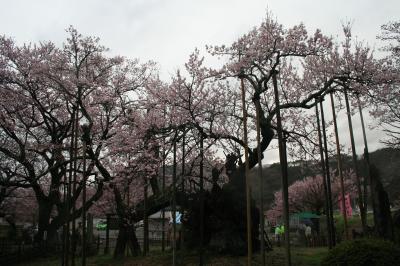 ③　桜を見に行ったが残念な結果に…(/_;)　By山高神代桜＆河口湖畔