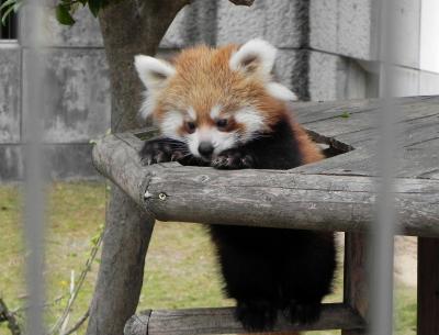 あんよがじょうず*＾＾*～徳山動物園～