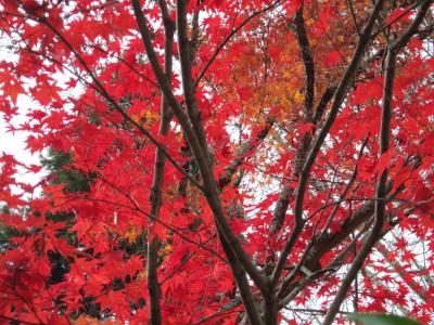 '12 秋の行楽☆近畿　11月編