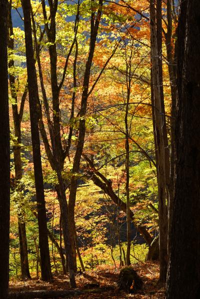 西沢渓谷 紅葉を見に