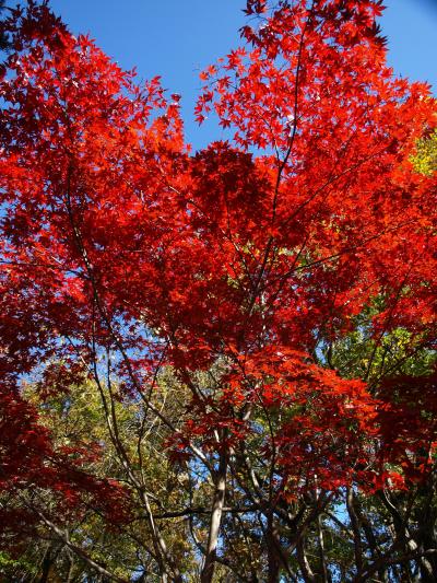 紅葉巡り2012年　@群馬県　吹き割れの滝