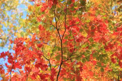 野尻湖　紅葉は綺麗!