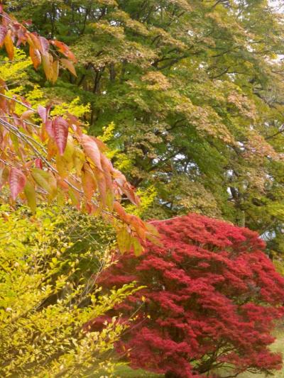 紅葉と黄葉に包まれてーーーー；秋色に萌える甲州路
