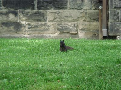 ニューヨーク・トロント・バンクーバー・シアトル・ロサンゼルス周遊　2010夏