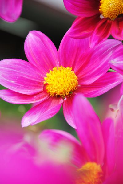 Japan　マダムＧからバーベキューのお誘いがヽ(^o^)丿昭和記念公園　2012　おまけのダリアとコスモス　～ミツバチばあやの冒険～