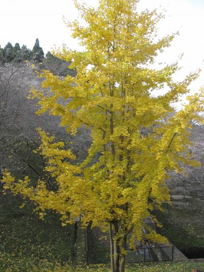 小原の四季桜