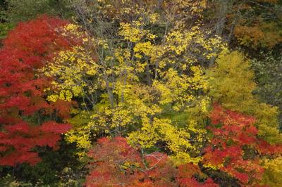 秋山郷～切明温泉～奥志賀　深山の紅葉、雪景色ドライブ