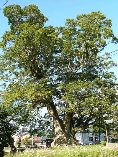 日本の旅　関西を歩く　大阪府豊能郡能勢町、野間の大けやき周辺