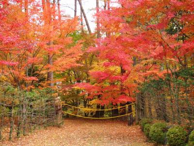 せせらぎ街道紅葉ドライブ