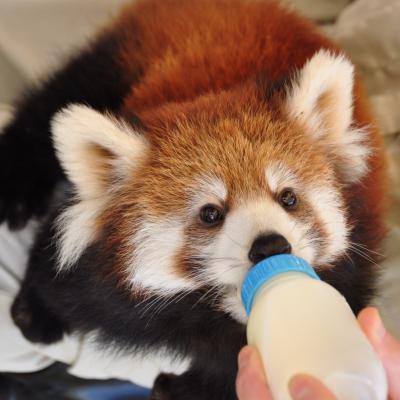 30分だけの公開　レッサーパンダの赤ちゃんソウソウ君に会いたい！　鯖江西山動物園のほほん記