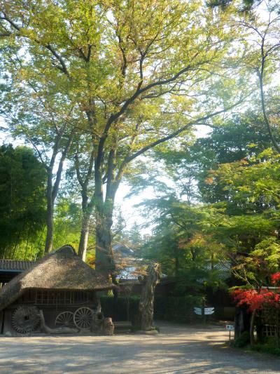 家族旅行2012秋・初めて関東方面へ08紅葉にはちと早い静かな平林寺の堂宇群
