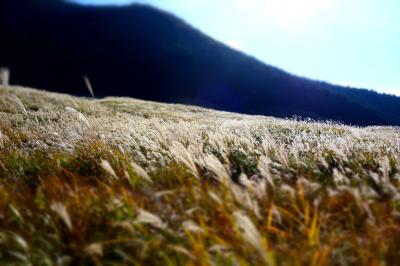 快晴の金時山と、仙石原のススキの群生。