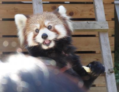 2012年10月　レッサーパンダを見に行こう　１　千葉市動物公園
