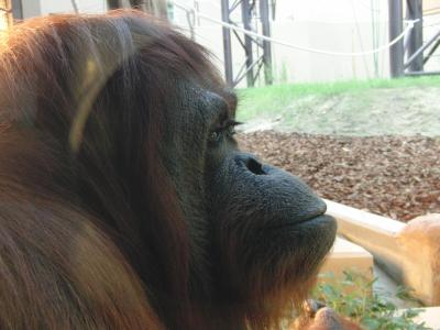 福岡市動物園のオランウータンや新しい施設を見に！