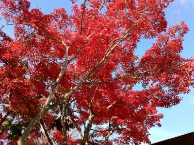 高尾山　山頂にどっと目に入る紅葉かな