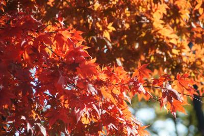 20121102 ソウル 参鶏湯と、紅葉と南山公園と、蛸