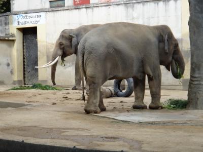 神戸で動物園と水族園を満喫しよう！