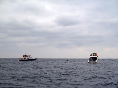 クジラに会えるかなぁ？？ ☆ 慶良間の海でホエールウォッチング♪