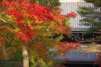 2012　京都紅葉だより(1)　南禅寺界隈～天授庵～永観堂辺り