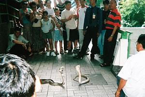 初めてのタイ旅行!