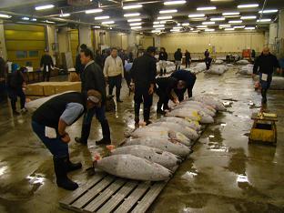 築地市場まぐろ競り見学