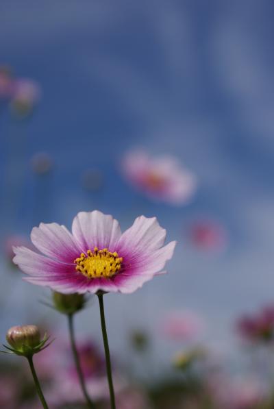 昭和記念公園へコスモスを見に行こう