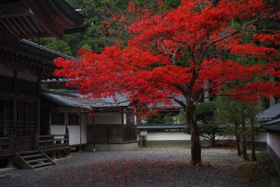 高野山で紅葉を愛でる