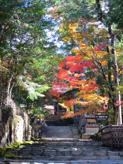 子どもと一緒に訪ねる、湖東三山・西明寺の苔むす境内と色付きはじめた紅葉