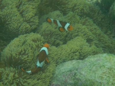 2012 セブ島 シャングリアマクタン (ビーチシュノーケル編)