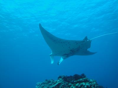 秋の石垣島～マンタ見れました～