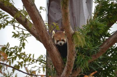 「レッサーパンダ紀行関西版」は京都市動物園、オフ会は雨の京都街歩き、そして最後の最後にハプニング勃発！