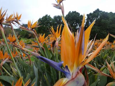 南アフリカ１６　カーステンボッシュ植物園１