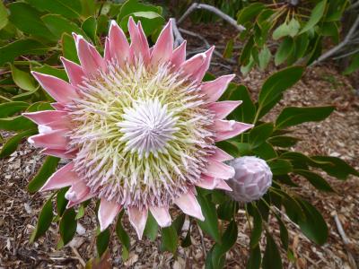 南アフリカ１７　カーステンボッシュ植物園２