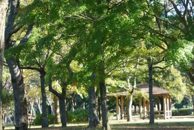 昭和の森へ行って来ました。