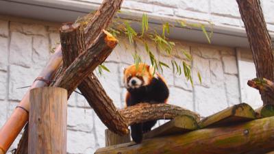 ☆紅葉の円山動物園　ヤギのいるレストラン斉藤ファーム（旧三谷牧場）地産地消のお店　円山ラーメン嬉