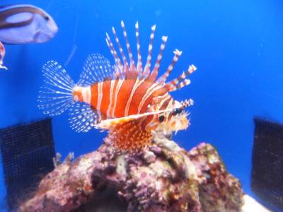 スカイブルーの海