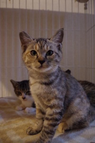 福島 動物保護シェルターでボランティア