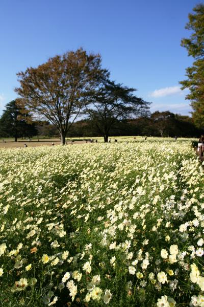 昭和記念公園へ秋風に揺れるコスモスを求めて