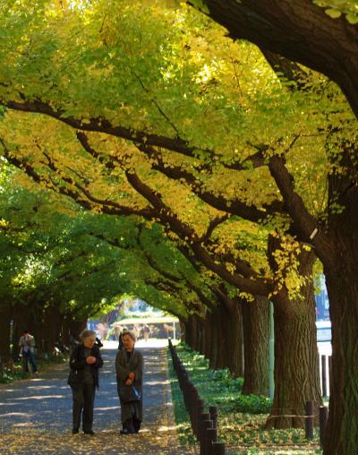 ２０１２　神宮外苑　黄葉は　まだ少し早いかな　？