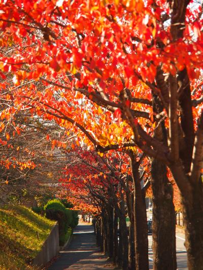 私の好きな散歩道で、ちょっぴり紅葉狩り気分・・！