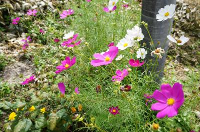 歩く!木曽路⑥野尻宿~三留野宿