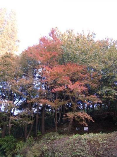 六甲山と朝からスイーツとフェルメール　2012年11月神戸　その１
