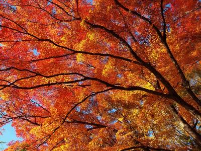 恵那駅から明知鉄道に乗って明智駅へ　大正浪漫あふれる大正村で紅葉めぐりを楽しむ旅