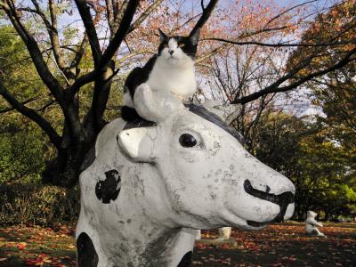 彩湖・道満グリーンパーク 猫たび⑤秋色